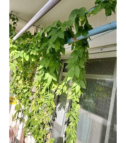 Amazon.co.jp: 有用植物苗 ホップ マグナム 1株 / 国華園 26年春商品